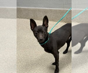 Chihuahua-Unknown Mix Dogs for adoption in Las Vegas, NV, USA