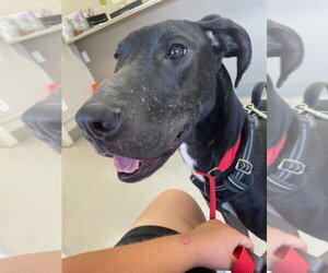Great Dane Dogs for adoption in Bullard, TX, USA