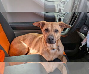 German Shepherd Dog-Unknown Mix Dogs for adoption in Aurora, CO, USA