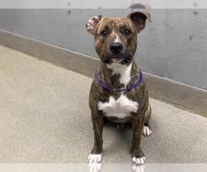 Mutt Dogs for adoption in Las Vegas, NV, USA