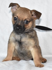 Medium Photo #1 ShiChi Puppy For Sale in Palo Alto, CA, USA