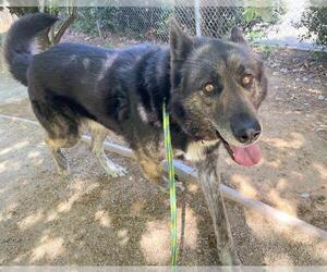 German Shepherd Dog Dogs for adoption in Sacramento, CA, USA