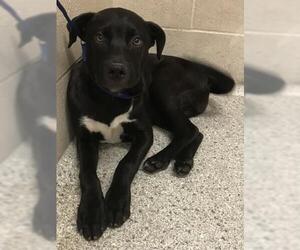 Labrador Retriever Dogs for adoption in Conroe, TX, USA