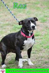 American Bulldog-American Staffordshire Terrier Mix Dogs for adoption in Pensacola, FL, USA