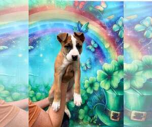 Mutt Dogs for adoption in Pompano Beach , FL, USA