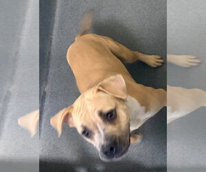 Mutt Dogs for adoption in Glen Allen, VA, USA