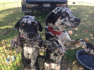 Catahoula Leopard Dog-Unknown Mix Dogs for adoption in Tuttle, OK, USA
