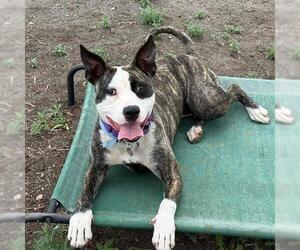 Boxer-Unknown Mix Dogs for adoption in Aurora, CO, USA