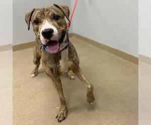 American Staffordshire Terrier-Unknown Mix Dogs for adoption in Aurora, CO, USA