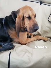 Bloodhound Dogs for adoption in Littleton, CO, USA