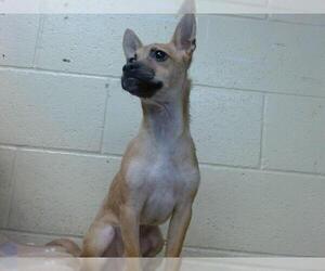 Chihuahua-Unknown Mix Dogs for adoption in Downey, CA, USA