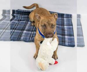 Boxer-Pembroke Welsh Corgi Mix Dogs for adoption in Kennesaw, GA, USA