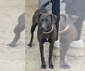 Labrador Retriever-Unknown Mix Dogs for adoption in Dana Point, CA, USA