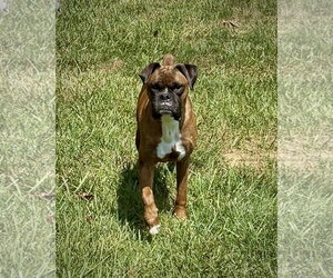 Boxer Dogs for adoption in Dumont, NJ, USA