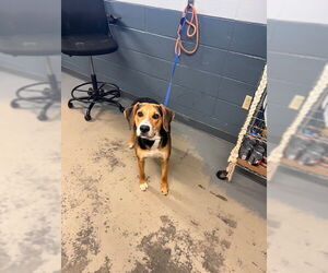 Labbe Dogs for adoption in Tallahassee, FL, USA