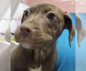 Mutt Dogs for adoption in Mooresville, NC, USA