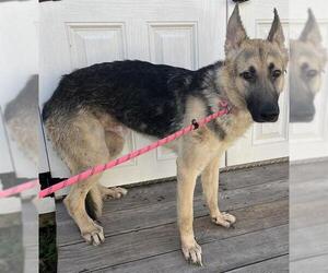 German Shepherd Dog Dogs for adoption in Forestville, MD, USA