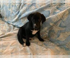 Labrador Retriever Dogs for adoption in pomfret, CT, USA