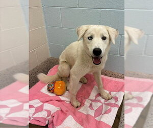 Pyrenees Husky Dogs for adoption in Brighton, CO, USA