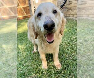 Golden Retriever Dogs for adoption in FORT WORTH, TX, USA