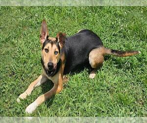 German Shepherd Dog-Unknown Mix Dogs for adoption in Grovetown, GA, USA