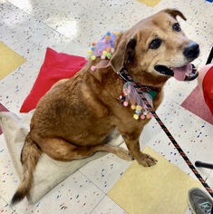 Golden Retriever Dogs for adoption in Clarkston, MI, USA