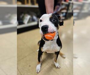 American Pit Bull Terrier Dogs for adoption in Louisville, KY, USA