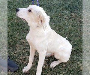 Anatolian Shepherd-Labrador Retriever Mix Dogs for adoption in Batavia, OH, USA