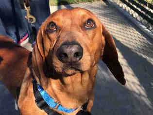 Dachshund Dogs for adoption in San Clemente, CA, USA