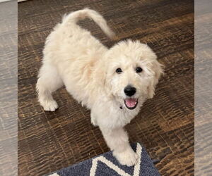 Goldendoodle Dogs for adoption in Fort Worth, TX, USA