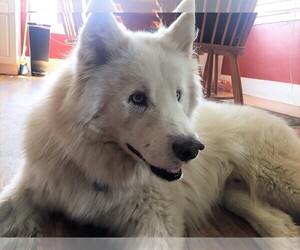 Alaskan Husky-Samoyed Mix Dogs for adoption in Englewood, CO, USA