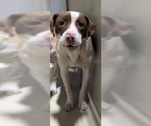 American Pit Bull Terrier Dogs for adoption in Bakersfield, CA, USA