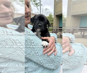 American Pit Bull Terrier-Unknown Mix Dogs for adoption in Overland Park, KS, USA