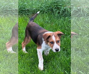 English Shepherd-Unknown Mix Dogs for adoption in Alexander, AR, USA