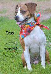 Boglen Terrier Dogs for adoption in Lincoln, NE, USA