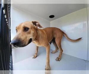 Staffordshire Bull Terrier-Unknown Mix Dogs for adoption in Houston, TX, USA