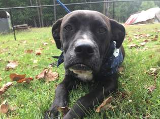 Boxador Dogs for adoption in Temple, GA, USA