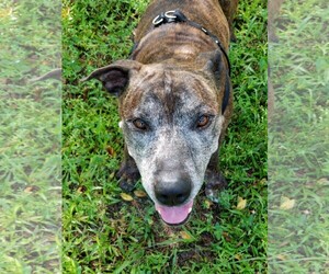 Mutt Dogs for adoption in Fort Myers, FL, USA