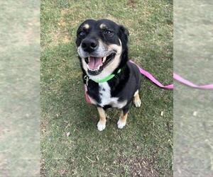 Australian Kelpie Dogs for adoption in Corpus Christi, TX, USA