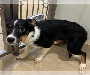 Border Collie Dogs for adoption in Derwood, MD, USA