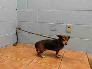 Chiweenie Dogs for adoption in Downey, CA, USA