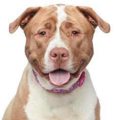 American Staffordshire Terrier Dogs for adoption in West Hollywood, CA, USA