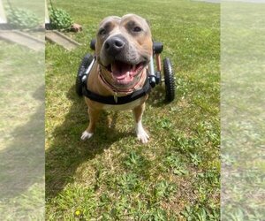 American Pit Bull Terrier-American Staffordshire Terrier Mix Dogs for adoption in Wenonah, NJ, USA