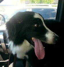Border Collie Dogs for adoption in Seaford, DE, USA