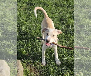 Labrador Retriever-Unknown Mix Dogs for adoption in Evansville, IN, USA