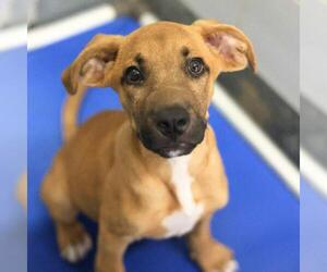 Black Mouth Cur Dogs for adoption in San Antonio, TX, USA
