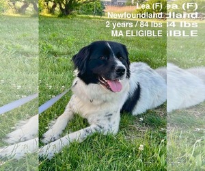 Mutt Dogs for adoption in pomfret, CT, USA