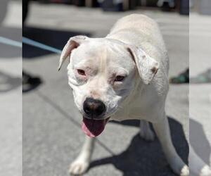 Bulldog Dogs for adoption in San Francisco, CA, USA