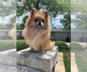 Pomeranian-Unknown Mix Dogs for adoption in San Antonio, TX, USA
