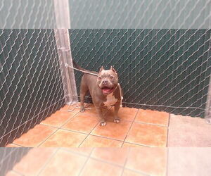 Mutt Dogs for adoption in Downey, CA, USA